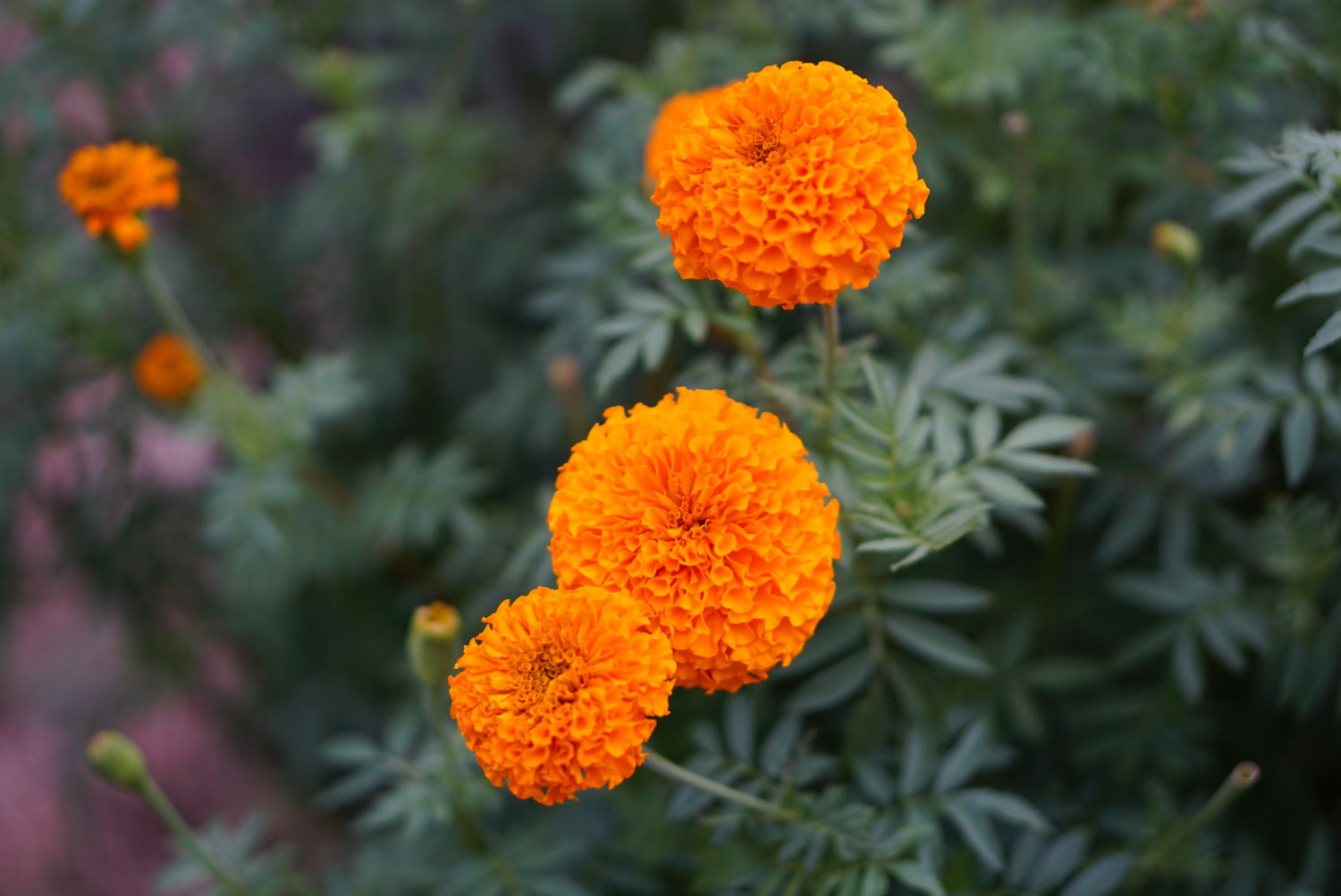Aztec Marigold Flower seeds for Planting Cottage Garden Essential Heirloom & GMO Free Seeds for Home Garden