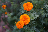 Aztec Marigold Flower seeds for Planting Cottage Garden Essential Heirloom & GMO Free Seeds for Home Garden