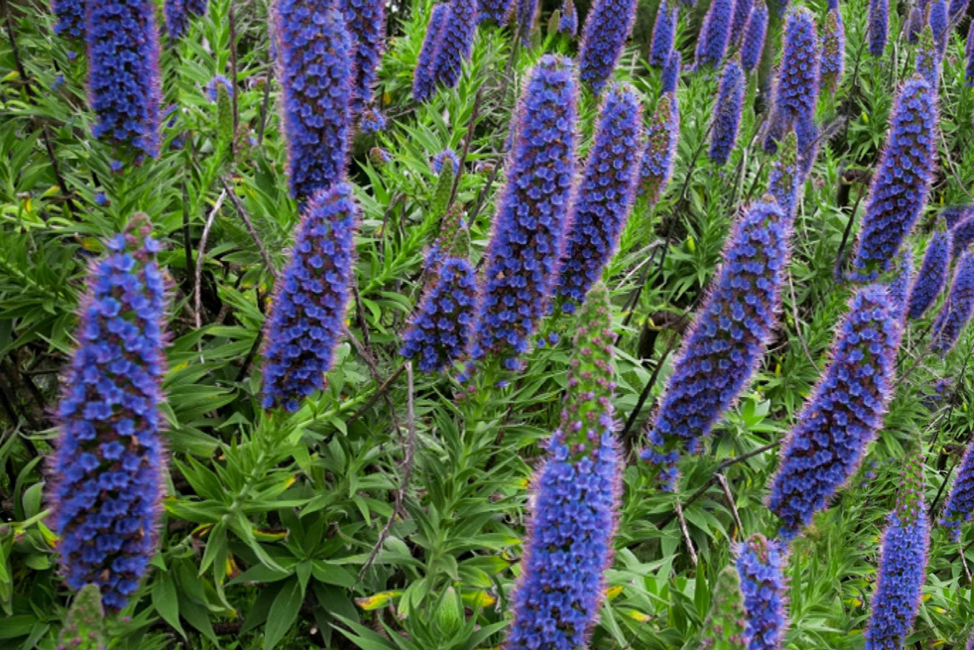 Purple Madeira Flower seeds for Planting Cut Flower Favorite Heirloom & GMO Free Seeds for Home Garden