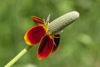 Ratibida Flower seeds for Planting Long Bloom Season Heirloom & GMO Free Seeds for Home Garden