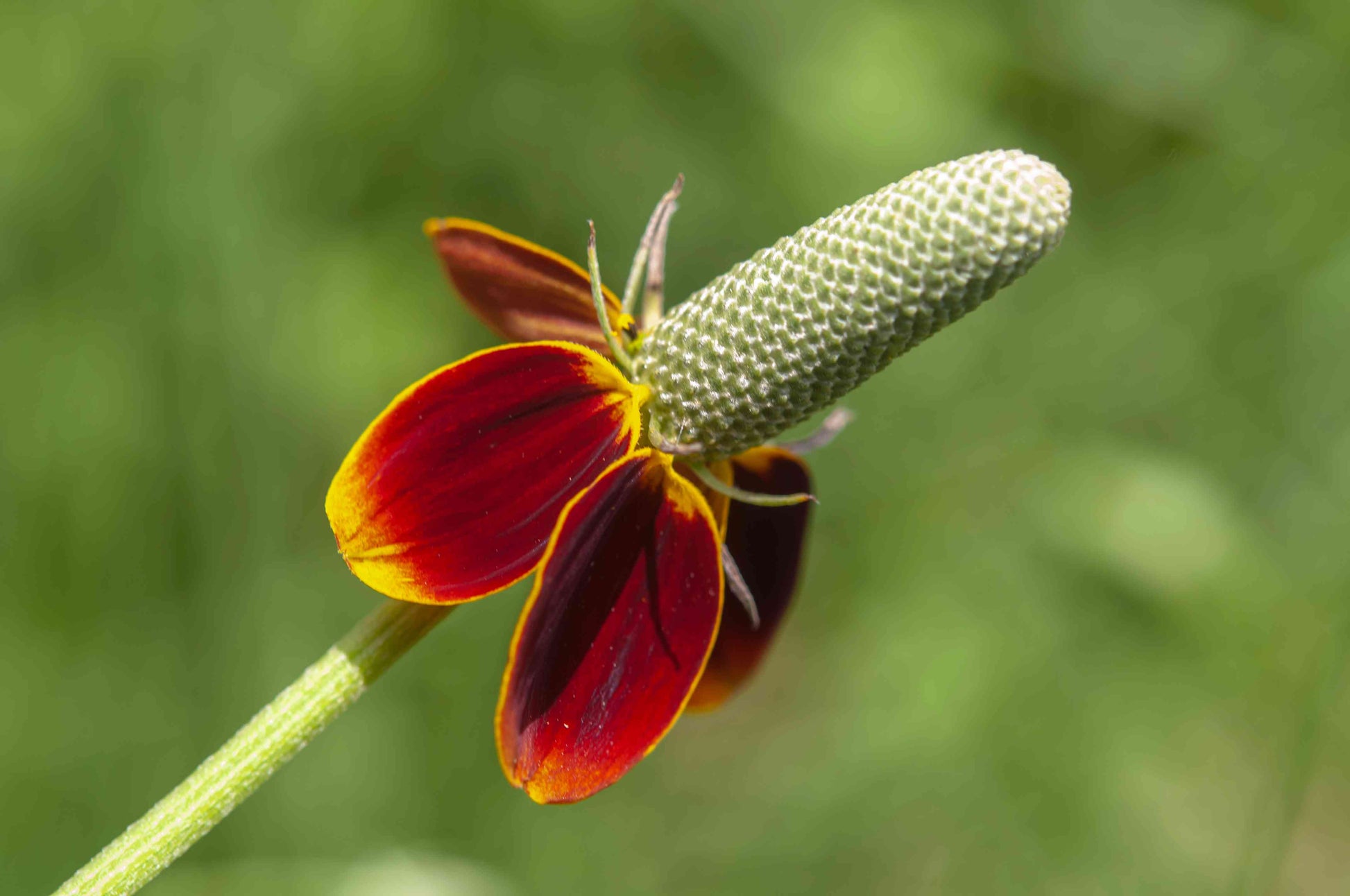 Ratibida Columnaris Flower seeds for Planting Garden Favorite Heirloom & GMO Free Seeds for Home Garden