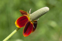 Ratibida Columnaris Flower seeds for Planting Garden Favorite Heirloom & GMO Free Seeds for Home Garden