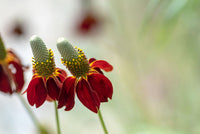 Ratibida Columnaris Flower seeds for Planting Garden Favorite Heirloom & GMO Free Seeds for Home Garden