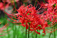 Lycoris Radiata Flower seeds for Planting Cut Flower Favorite Heirloom & GMO Free Seeds for Home Garden