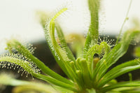 Light Green Sundew for Planting Perfect for Borders Heirloom & GMO Free Seeds for Home Garden
 
 Sale
