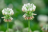 White Clover Flower seeds for Planting - Vibrant Colors, Heirloom & GMO Free Seeds for Home Garden