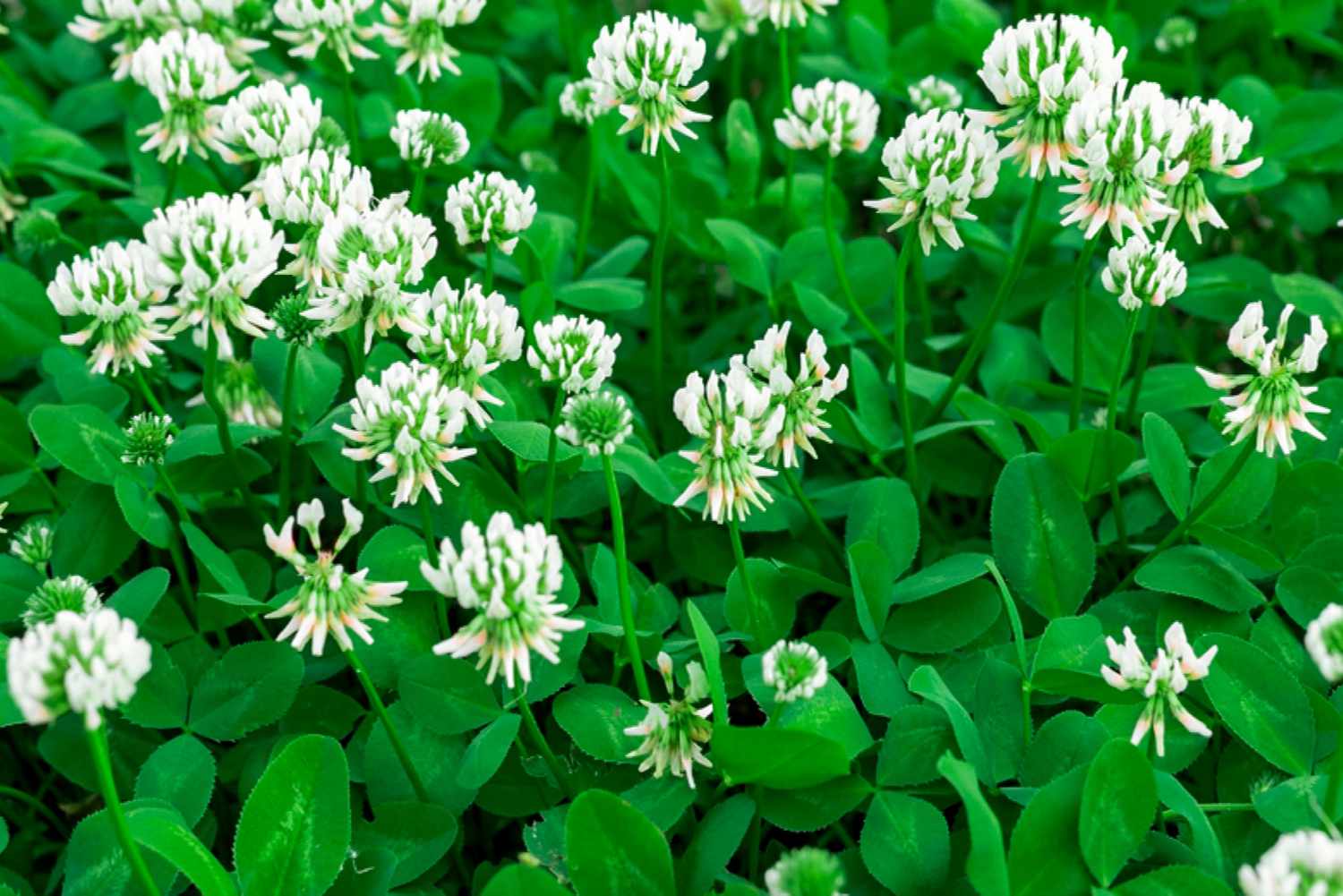 White Clover Seeds for Planting: Premium Flower Collection