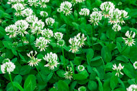 White Clover Seeds for Planting: Premium Flower Collection