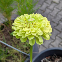 Green Zinnia Envy Chartruse Double Selection Seeds for Vibrant Garden Flowers