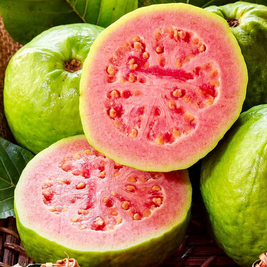 Close-up of guava plant leaves
