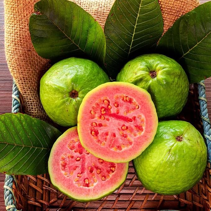 Psidium guajava seedlings sprouting