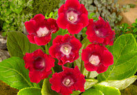 Dark Pink Gloxinia Flower Seeds for Planting Wildflower Mix Heirloom & GMO Free Seeds for Home Garden
 
 Sale