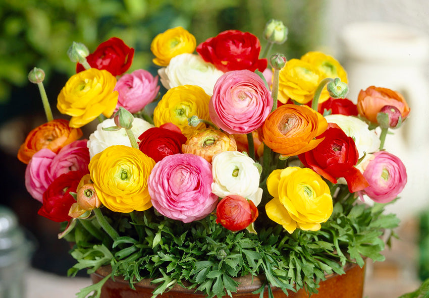 Ranunculus Persian Buttercup Flower seeds for Planting - Sun Loving, Heirloom & GMO Free Seeds for Home Garden