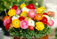 Ranunculus Persian Buttercup Flower seeds for Planting - Sun Loving, Heirloom & GMO Free Seeds for Home Garden