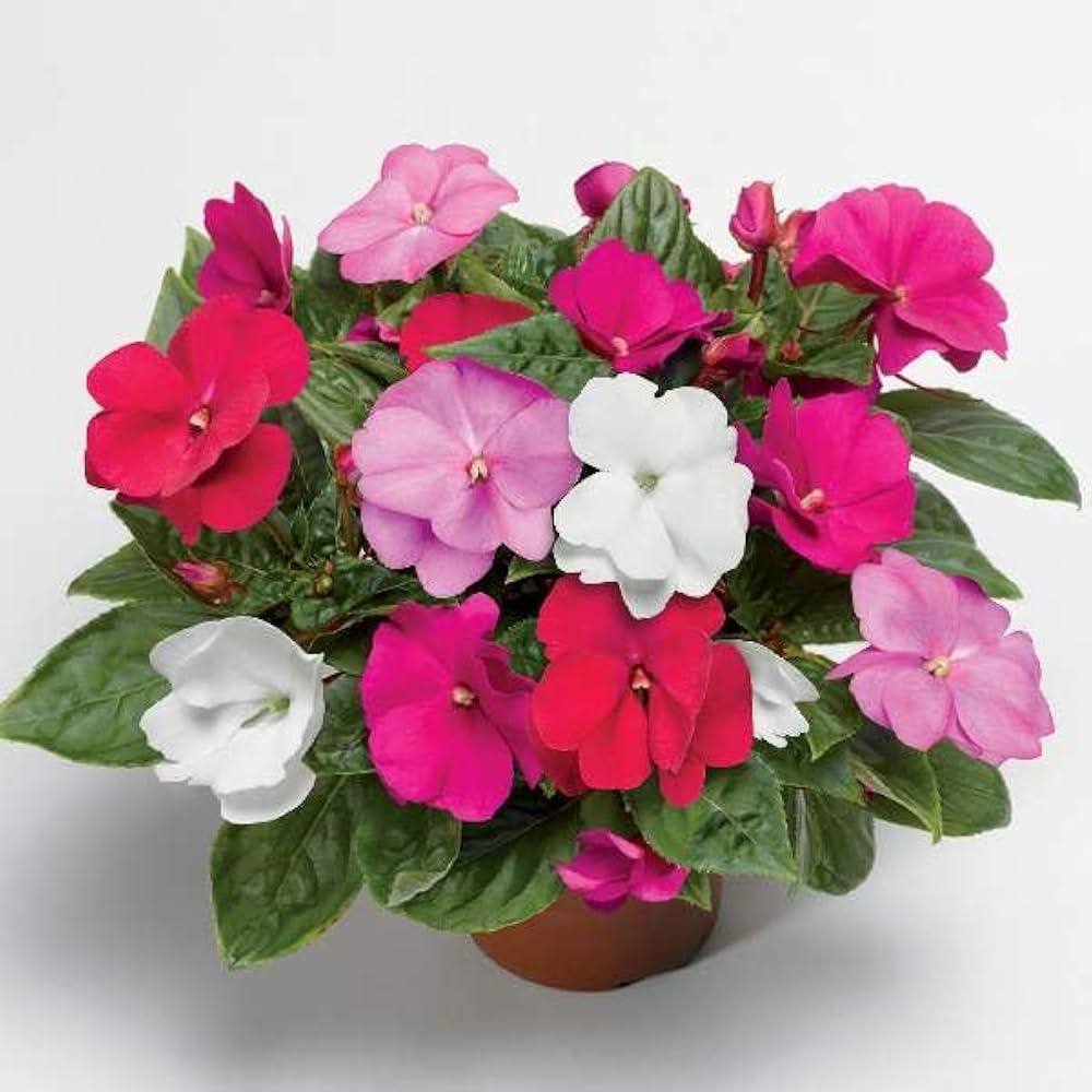 Guinea Mix Flower Seeds for Planting