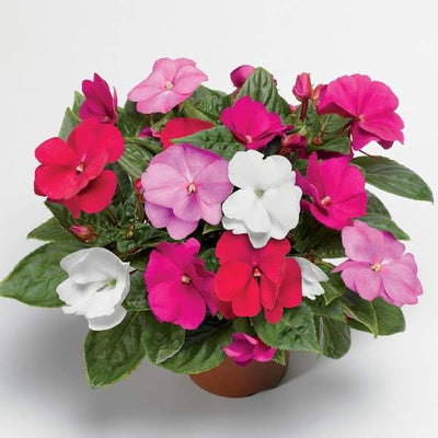 100 Pcs