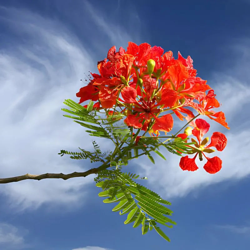 Flamboyant Flower seeds for Planting - Seasonal Bloomer, Heirloom & GMO Free Seeds for Home Garden