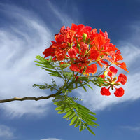 Flamboyant Flower seeds for Planting - Seasonal Bloomer, Heirloom & GMO Free Seeds for Home Garden