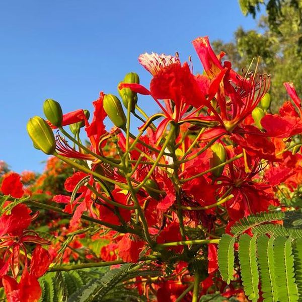 Delonix regia B6 Royal Poinciana - Flamboyant Flame Tree (Gulmohar)