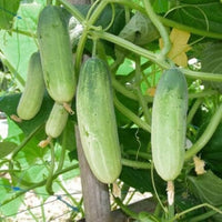 Gurkenpflanzen cucumber plants growing in garden
