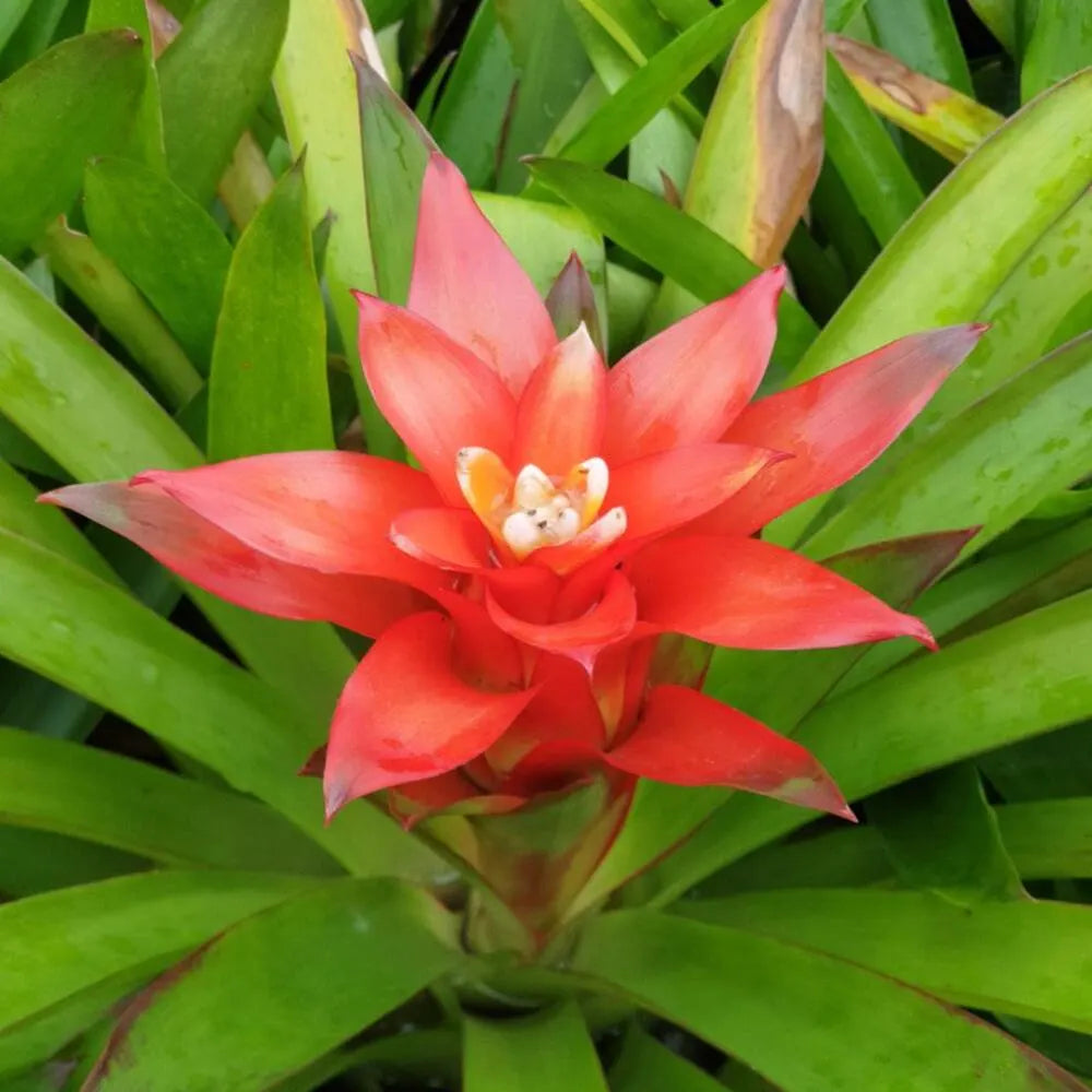 Orange Bromeliad Flower Seeds for Planting – Heirloom NonGMO Organic Garden Seeds with High Germination
 
 Sale