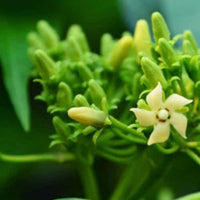 Gymnema Inodorum Flower seeds for Planting Fragrant Blossoms Heirloom & GMO Free Seeds for Home Garden