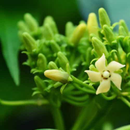 Gymnema Inodorum Flower seeds for Planting Fragrant Blossoms Heirloom & GMO Free Seeds for Home Garden