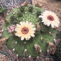 Yellow Marquezii Flower seeds for Planting - Hardy Variety, Heirloom & GMO Free Seeds for Home Garden