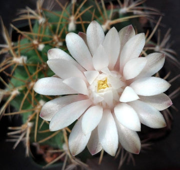 White Gymnocalycium Eurypleurum Flower seeds for Planting - Drought Tolerant, Heirloom & GMO Free Seeds for Home Garden