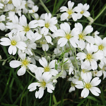 Silver Carpet Flower seeds for Planting Cottage Garden Essential Heirloom & GMO Free Seeds for Home Garden