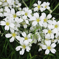 White Gypsophila Seeds for Planting  Seed for Creating Elegant White Florals in Your Garden