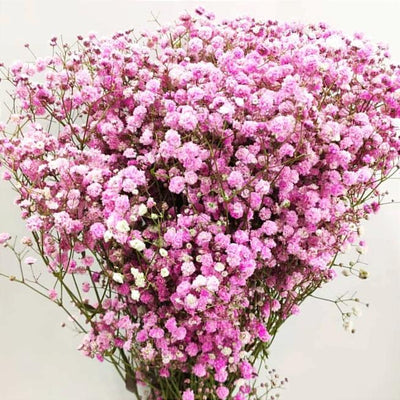 100 Pcs