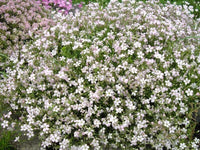 White Gypsophila Repens Flower seeds for Planting Sun Loving Heirloom & GMO Free Seeds for Home Garden 
 
 Sale