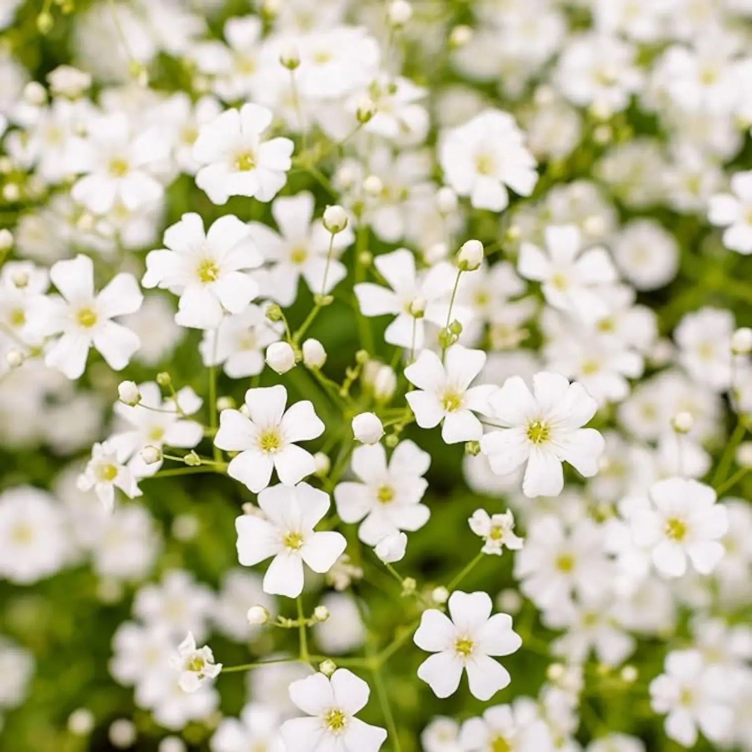 White Gypsophila Repens Flower seeds for Planting Sun Loving Heirloom & GMO Free Seeds for Home Garden 
 
 Sale