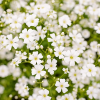 White Gypsophila Repens Flower seeds for Planting Sun Loving Heirloom & GMO Free Seeds for Home Garden 
 
 Sale