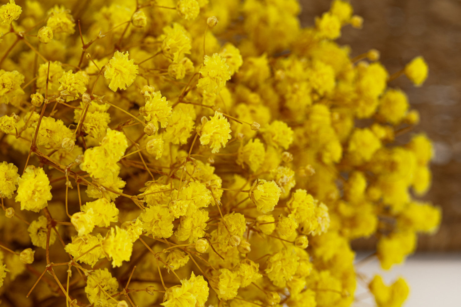 Light Yellow Gypsophila Paniculata Seeds Low Maintenance Heirloom & GMO Free Seeds for Home Garden
 
 Sale