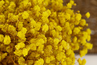 Light Yellow Gypsophila Paniculata Seeds Low Maintenance Heirloom & GMO Free Seeds for Home Garden
 
 Sale