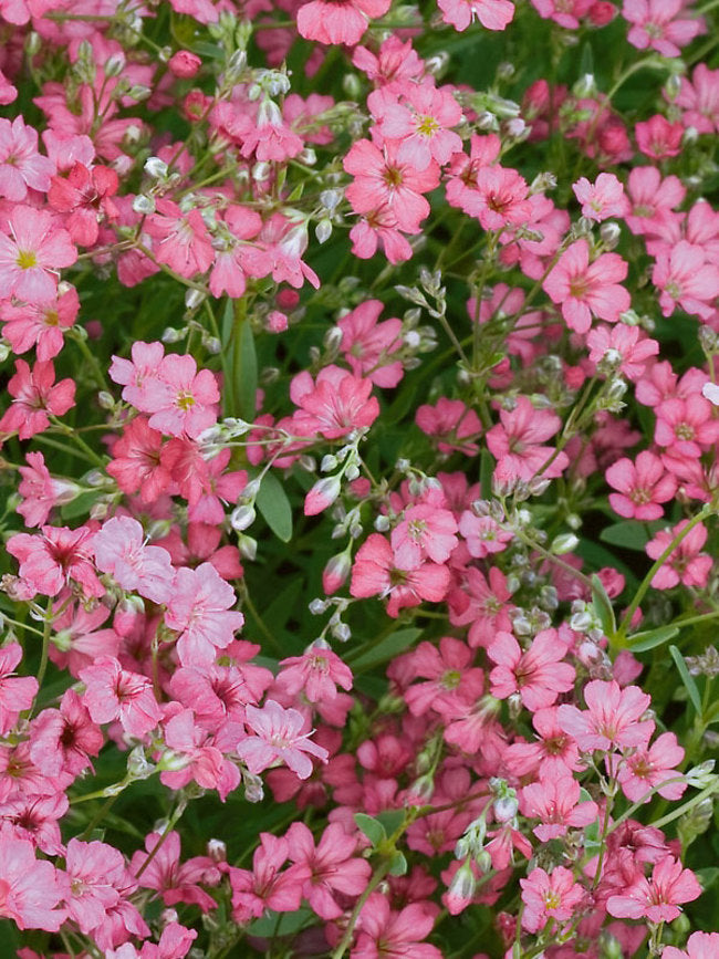Rose Pink Gypsophila Paniculata Flower Seeds for Planting Drought Tolerant Heirloom & GMO Free Seeds for Home Garden
 
 Sale