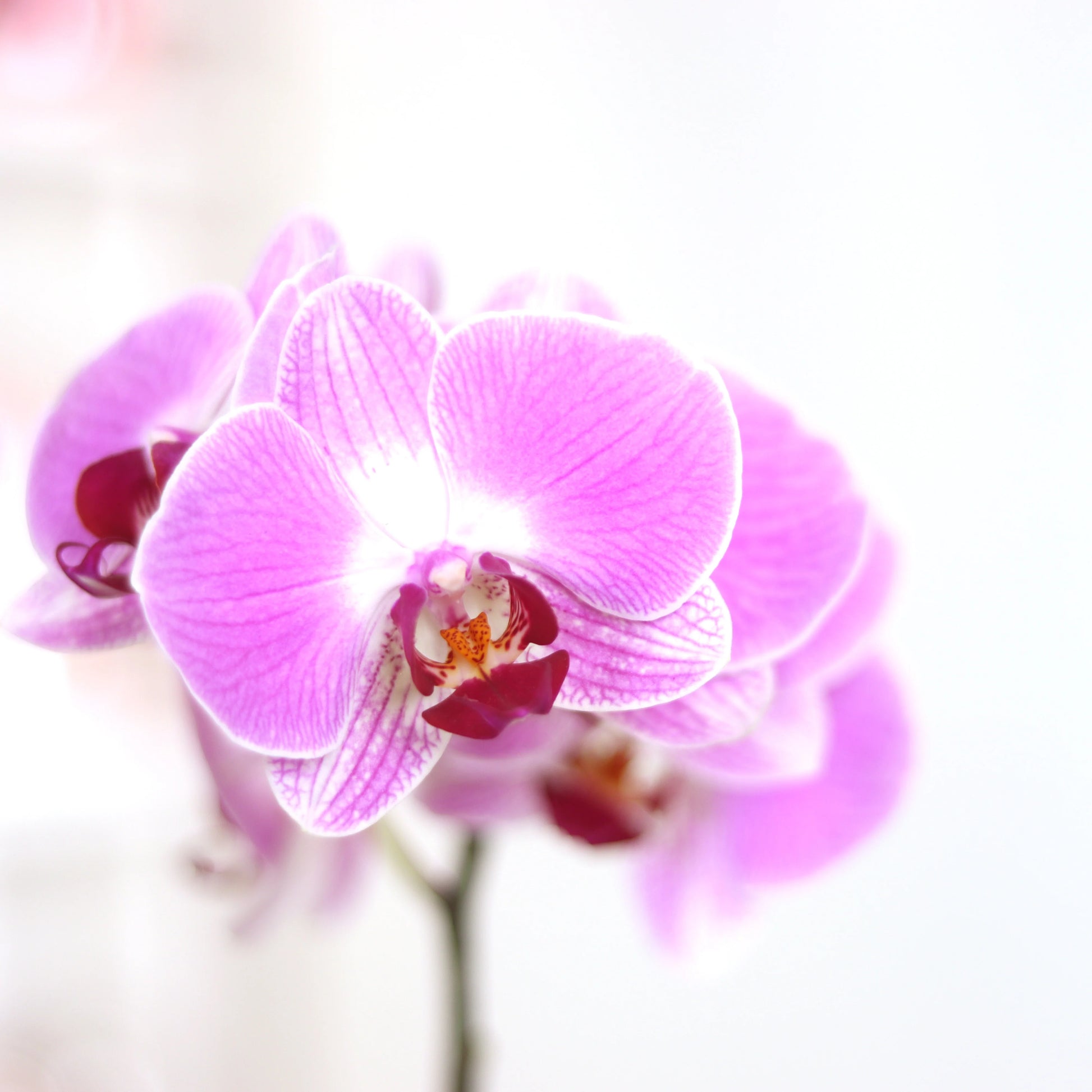 Monkey Face Light Pink Orchids Flower seeds for Planting - Hardy Variety, Heirloom & GMO Free Seeds for Home Garden