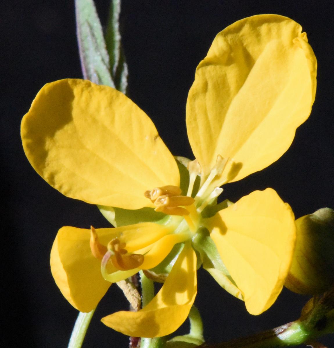 Cassia Occidentalis Flower seeds for Planting Vibrant Colors Heirloom & GMO Free Seeds for Home Garden