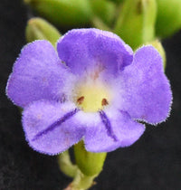 Duranta Repens Flower seeds for Planting Long Bloom Season Heirloom & GMO Free Seeds for Home Garden 
 
 Sale