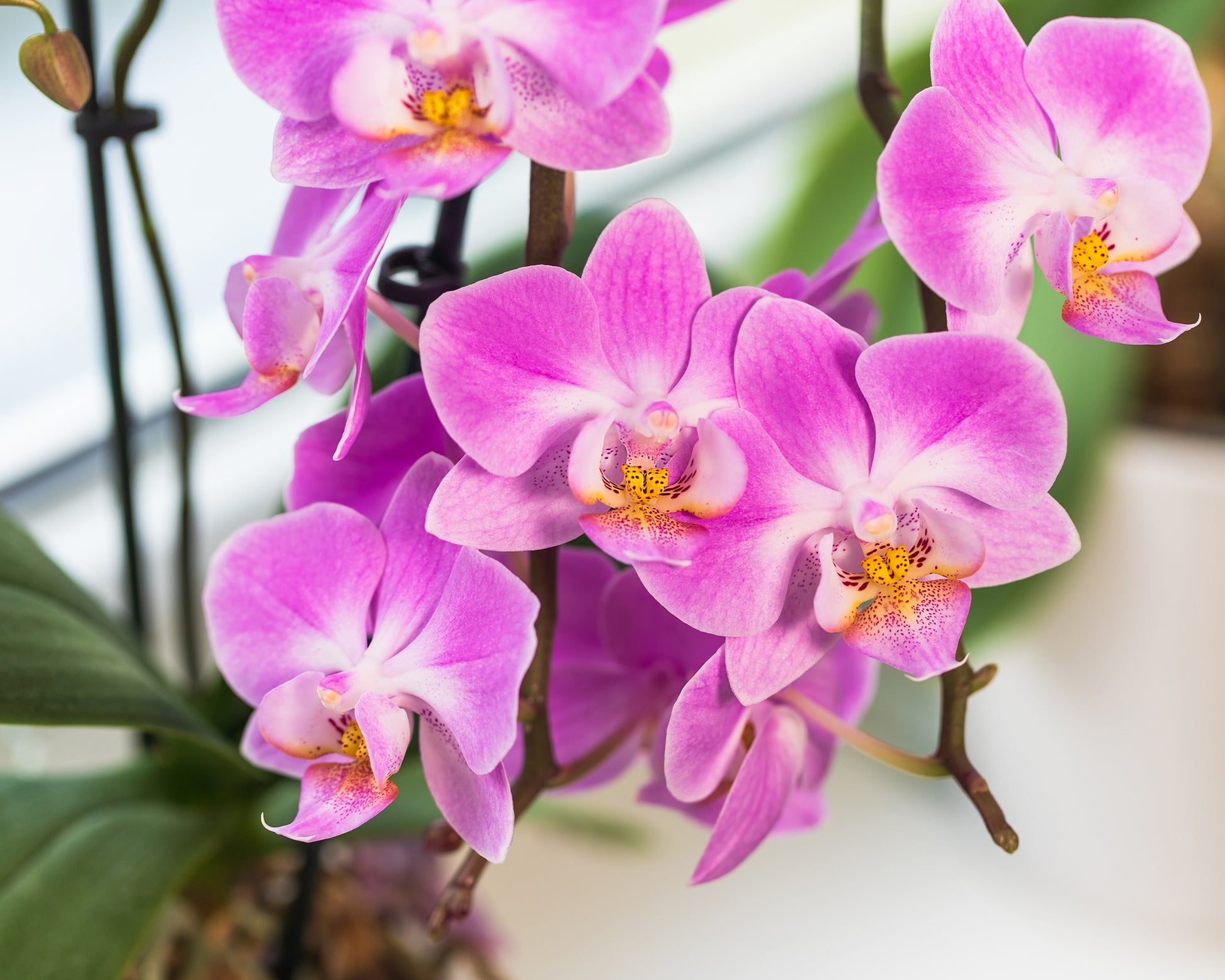 Mixed Butterfly Orchids Flower seeds for Planting - Shade Tolerant, Heirloom & GMO Free Seeds for Home Garden