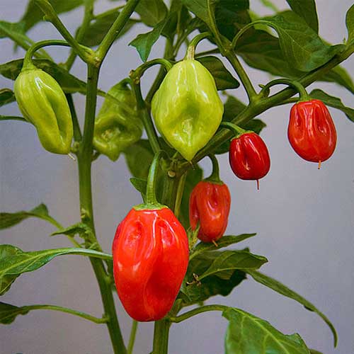Habanero Chili plants thriving in raised garden beds