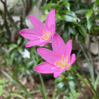 Pink Habranthus Robustus Flower seeds for Planting Sun Loving Heirloom & GMO Free Seeds for Home Garden 
 
 Sale