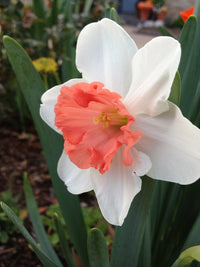 Red Daffodil Flower Seeds for Planting Cut Flower Favorite Heirloom & GMO Free Seeds for Home Garden
 
 Sale