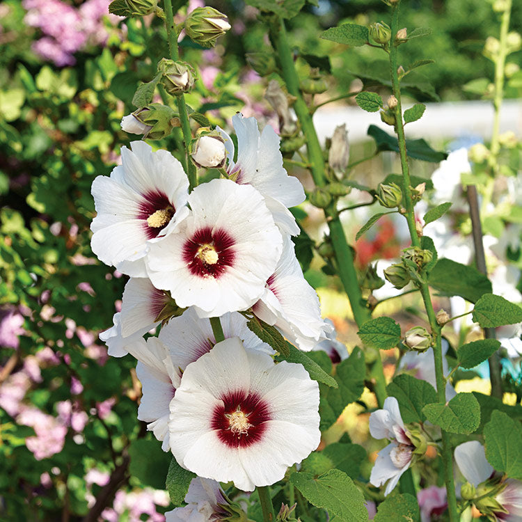 White Purple Hollyhock Flower seeds for Planting - Drought Tolerant, Heirloom & GMO Free Seeds for Home Garden