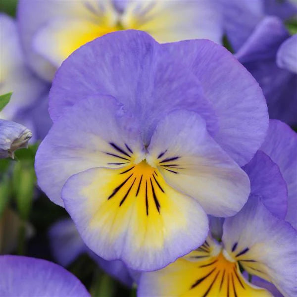 Purple Viola Flower seeds for Planting - Seasonal Bloomer, Heirloom & GMO Free Seeds for Home Garden