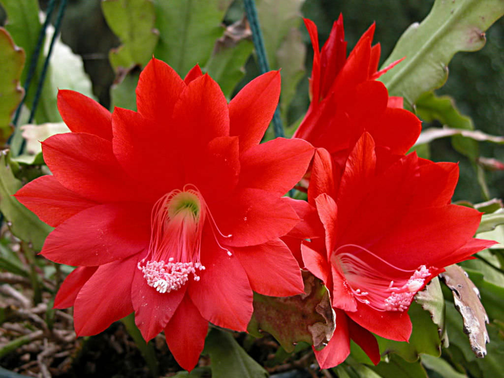 Red Nopalxochia Flowers in Hanging Basket