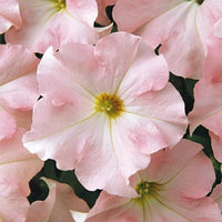Pink Petunias in Hanging Basket Display