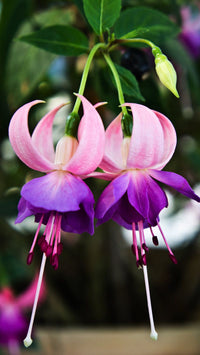Hanging Double Petal Fuchsia Plants